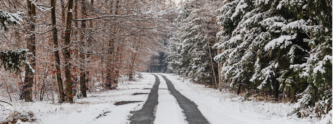 a forest road in winter