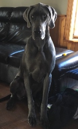 Jasper Jasper