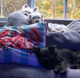 Ruby, Winnie & Hamish Ruby, Winnie & Hamish